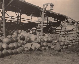 Palestine melon harvest