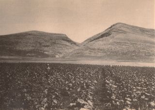 Palestine tobacco field