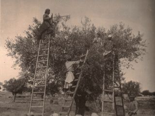 Palestine olive harvest